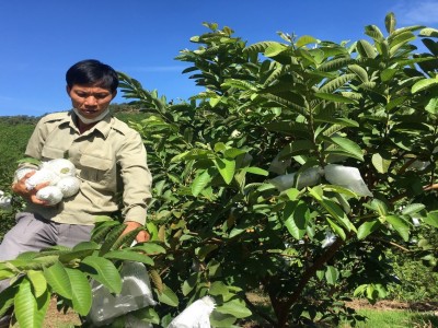 Trồng giống ổi mới lạ trên đất đồi, anh nông dân Lâm Đồng bổ đôi quả, người khó tính nhìn thấy cũng trầm trồ