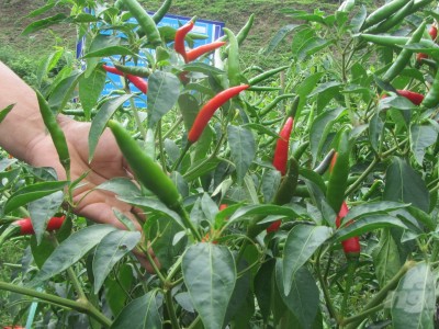 Giống ớt cay Hafam 8 năng suất 21 - 24 tấn quả/ha