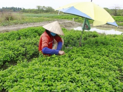 Các loại rau xanh đồng loạt tăng giá ở Vĩnh Long, bán đắt hàng là rau má, rau tía tô, hành lá