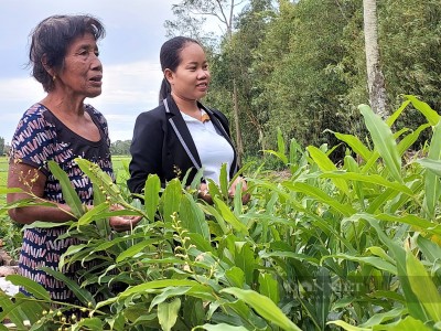 Chuyện lạ Kiên Giang, trồng cây dại nhổ ngó non bán, cả làng kiếm bộn tiền