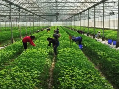 Một loại rau gia vị đang hot ở Việt Nam, bán ra nước ngoài, nơi nào trồng nơi đó nông dân đổi đời