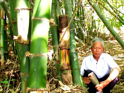 Trồng “cây trăm đốt” làm thức ăn, làm thuốc, ông nông dân Bà Rịa-Vũng Tàu cắt không kịp bán