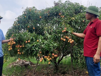 Nông dân Hải Phòng thu hoạch vải chín sớm, ngọt ít chua nhiều mà giá vẫn cao