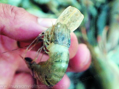 Giải pháp ngăn chặn dịch bệnh đốm trắng