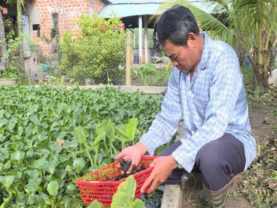 Nuôi con đặc sản cứ thong dong dưới bèo, ông nông dân Gia Lai chăm nhàn mà thu bộn tiền