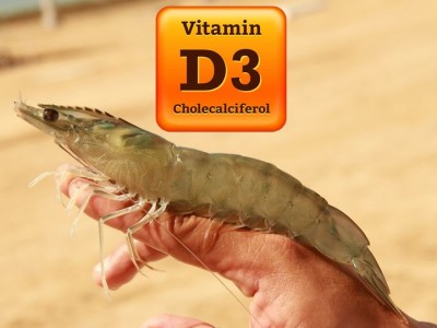 Vitamin D3 tăng cường khả năng miễn dịch cho tôm