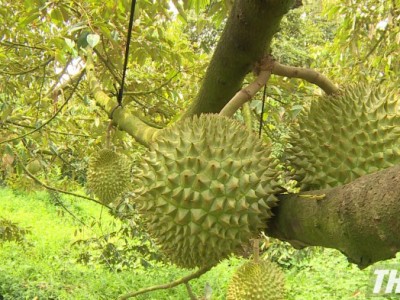 Vì sao năng suất sầu riêng Tiền Giang cao nhất Nam bộ, diện tích trồng cây đặc sản này tăng nhanh?