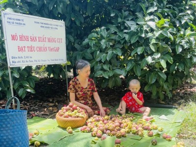 Đây là thứ cây, dù trái xanh hay trái chín đều hot mạng xã hội, ở Bình Dương, nhà nào hái bán đều trúng