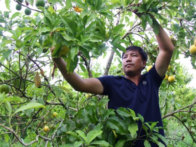 Loại quả chín chuyển màu vàng như nghệ, chủ trang trại Lâm Đồng hái hàng tấn, bán chỉ lo cháy hàng