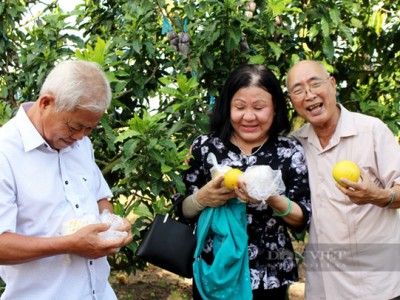 Trồng thứ trái lạ, ngọt ngào, vàng óng, bóng đẹp, chưa chín đã nhiều người gạ mua