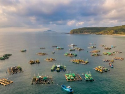 Phú Yên: Cảnh báo môi trường nước vùng nuôi tôm hùm
