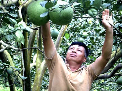 Tỷ phú nông dân ở Khánh Hòa chỉ trồng cây gì mà tích cóp gia sản 40 tỷ, mỗi năm thu nhập 1 tỷ?