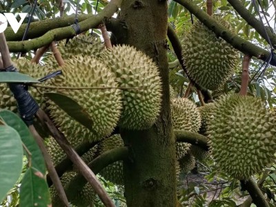 Giá sầu riêng ở Tiền Giang rẻ nhất là 80.000 đồng/kg, dân ồ ạt trồng, ngành chức năng khuyến cáo