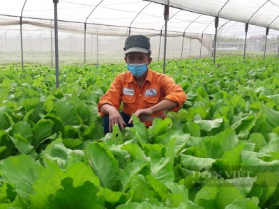 Thái Nguyên: Nhiều người không tin vào mắt mình khi thấy những vườn rau VietGAP tốt ngùn ngụt thế này