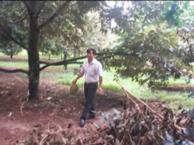 Trồng sầu riêng thành 