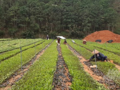 Không để cây trồng bị chết vì rét và sương muối