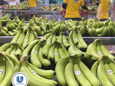 Việt Nam đang cung cấp nhiều nhất một loại trái cây cho Trung Quốc, vượt cả Philippines, Campuchia